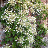 Schizophragma hydrangeoïdes - Valse klimhortensia - Klimhortensia