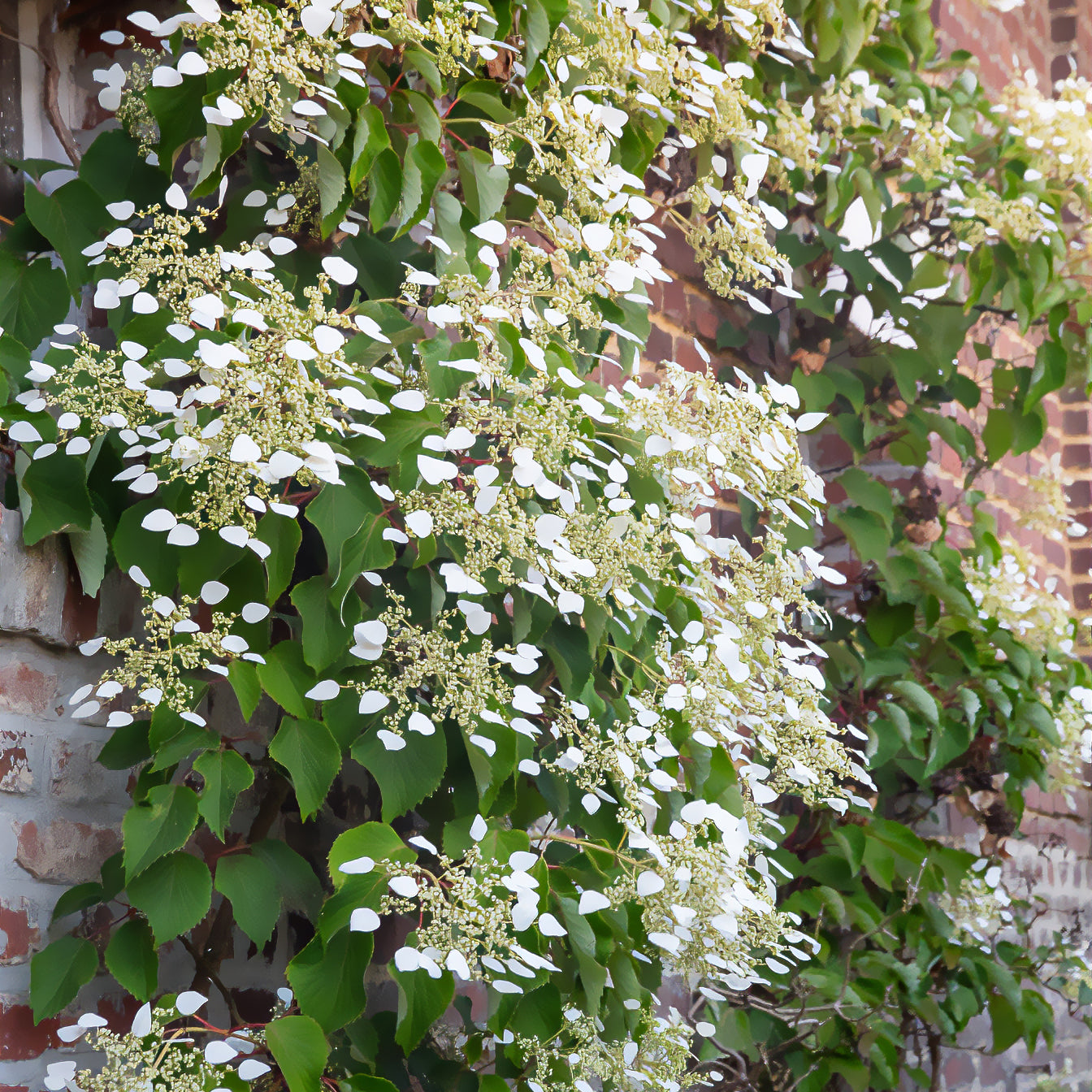 Schizophragma hydrangeoïdes - Valse klimhortensia - Klimhortensia