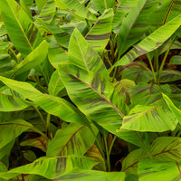 Japanse Bananenplant Ever Red - Musa sikkimmensis Ever Red - Bakker