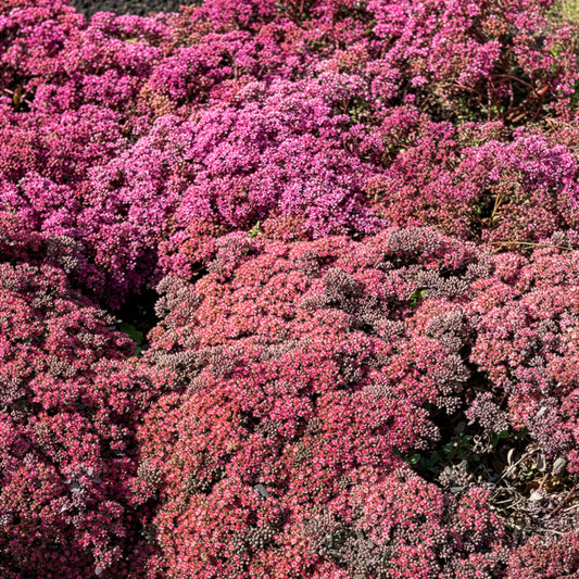 Muurpeper Dazzleberry - Bakker