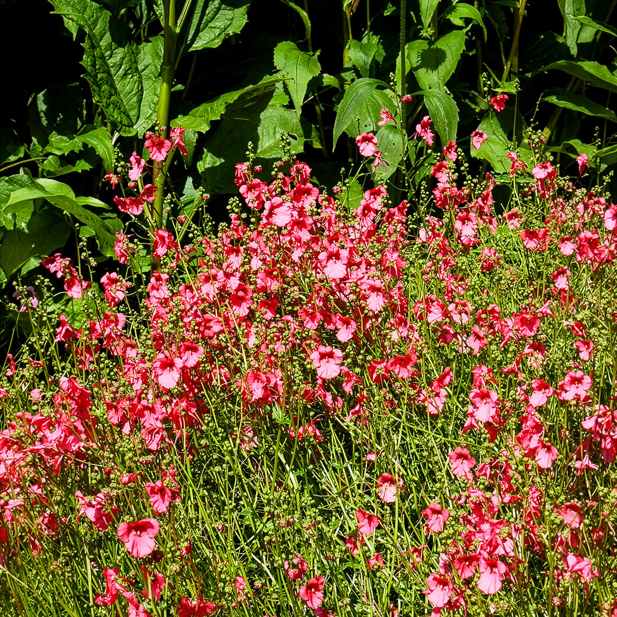 Diascia Ruby Field - Bakker