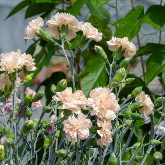 Grasanjer Devon Cream - Bakker