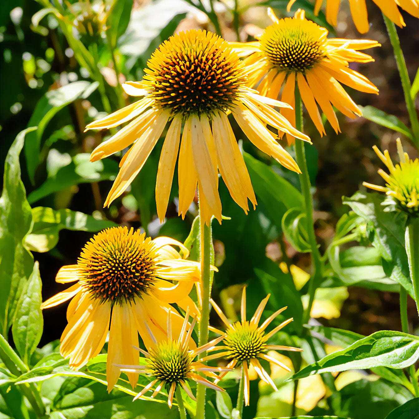 Echinacea purpurea ruby giant - Zonnehoed 'Harvest Moon' - Zonnehoed - Echinacea