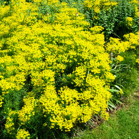 Cypreswolfsmelk - Bakker