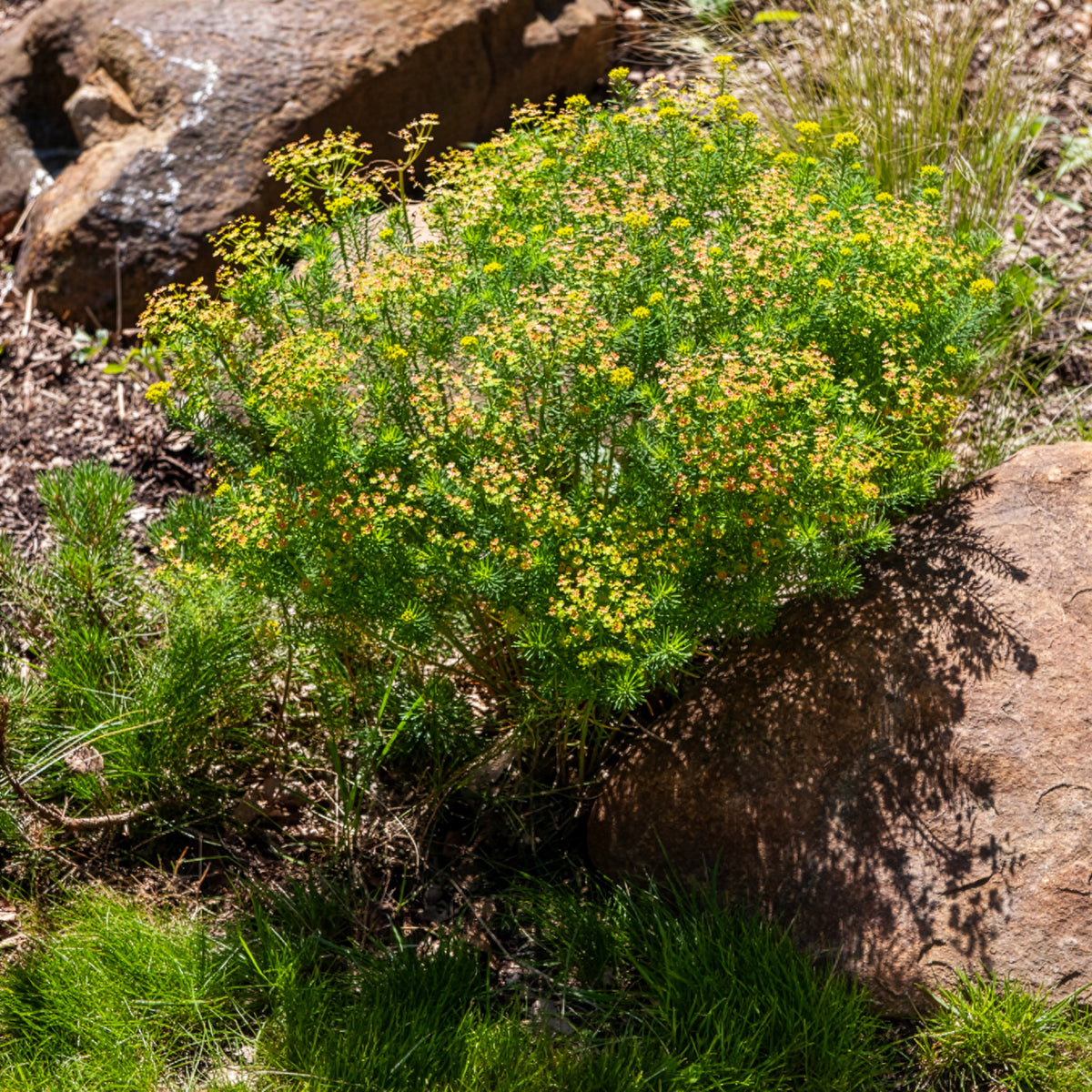 Wolfsmelk - Cypreswolfsmelk - Euphorbia cyparissias