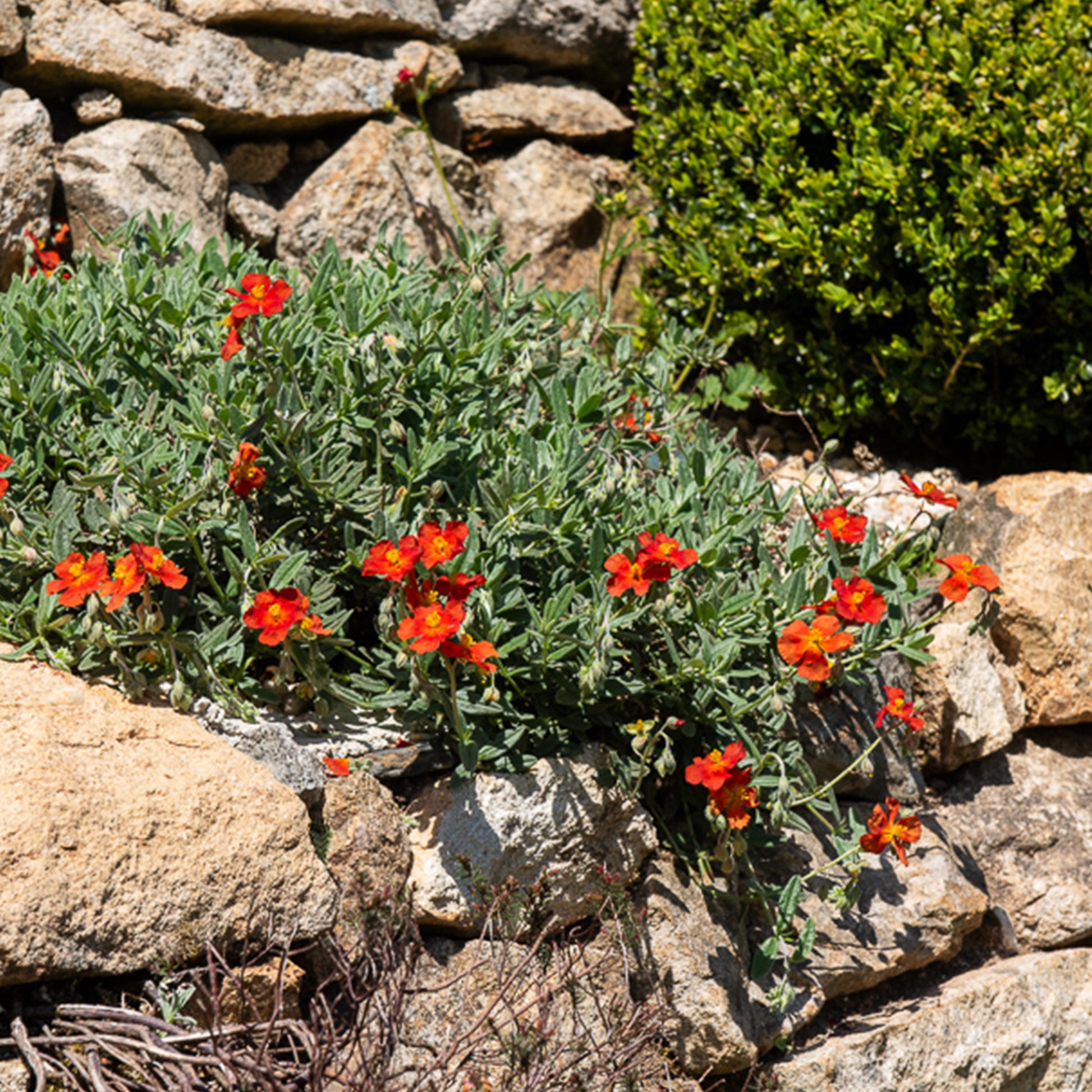 Helianthemum bronzeteppich - Zonneroosje 'Bronzeteppich' - Helianthemum