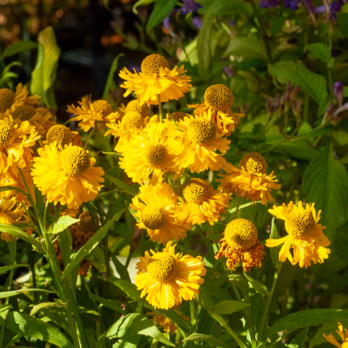Helenium 'Double Trouble' / Zonnekruid - Helenium double trouble - Bakker