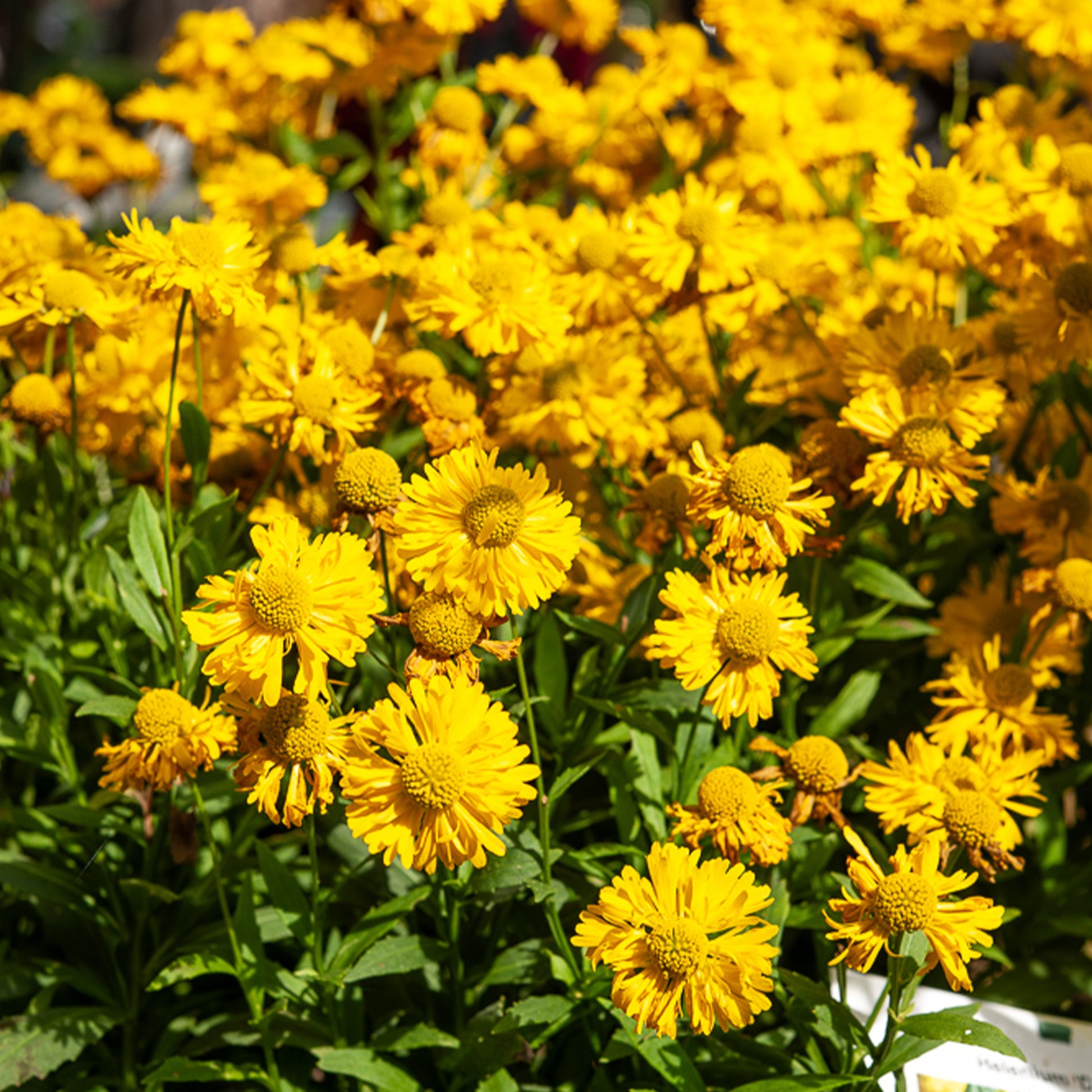 Helenium 'Double Trouble' / Zonnekruid - Bakker