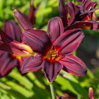 Daglelie American Revolution - Hemerocallis american revolution - Bakker