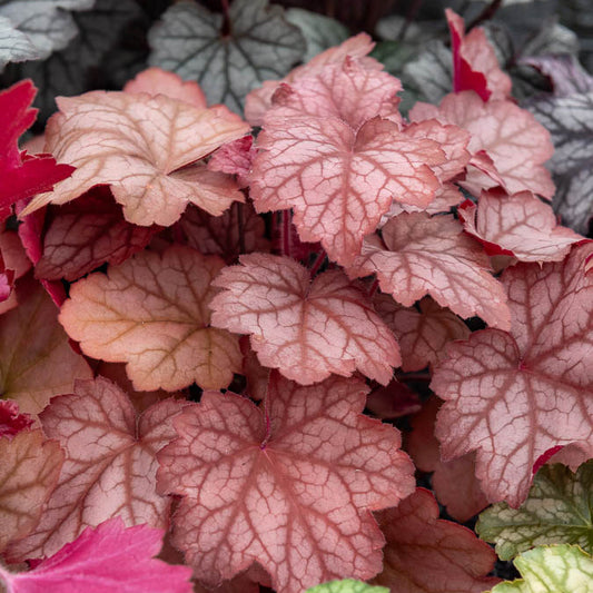 Perperklokje 'Georgia Peach' - Bakker