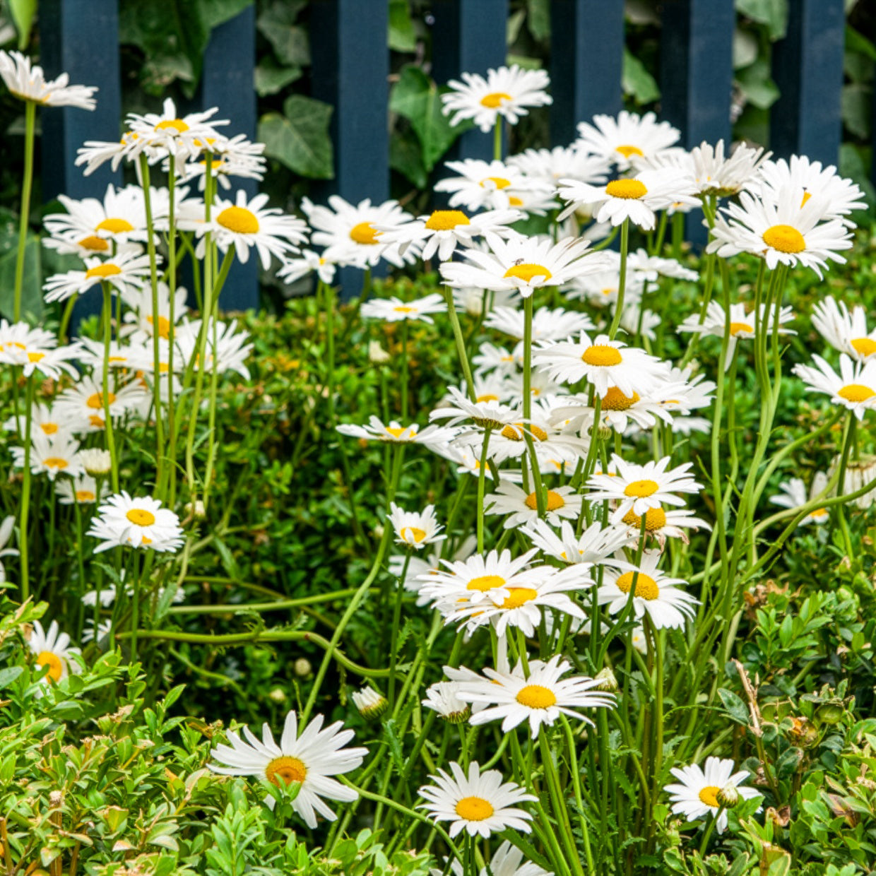 Gewone margriet - Leucanthemum vulgare - Bakker