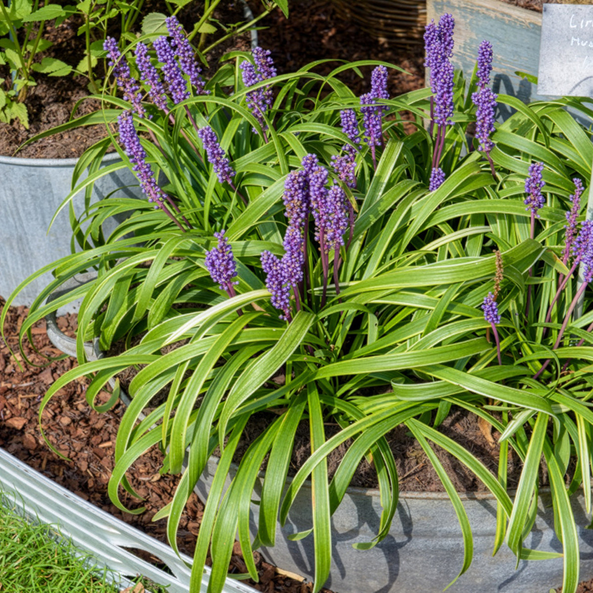Leliegras Gold Banded - Bakker