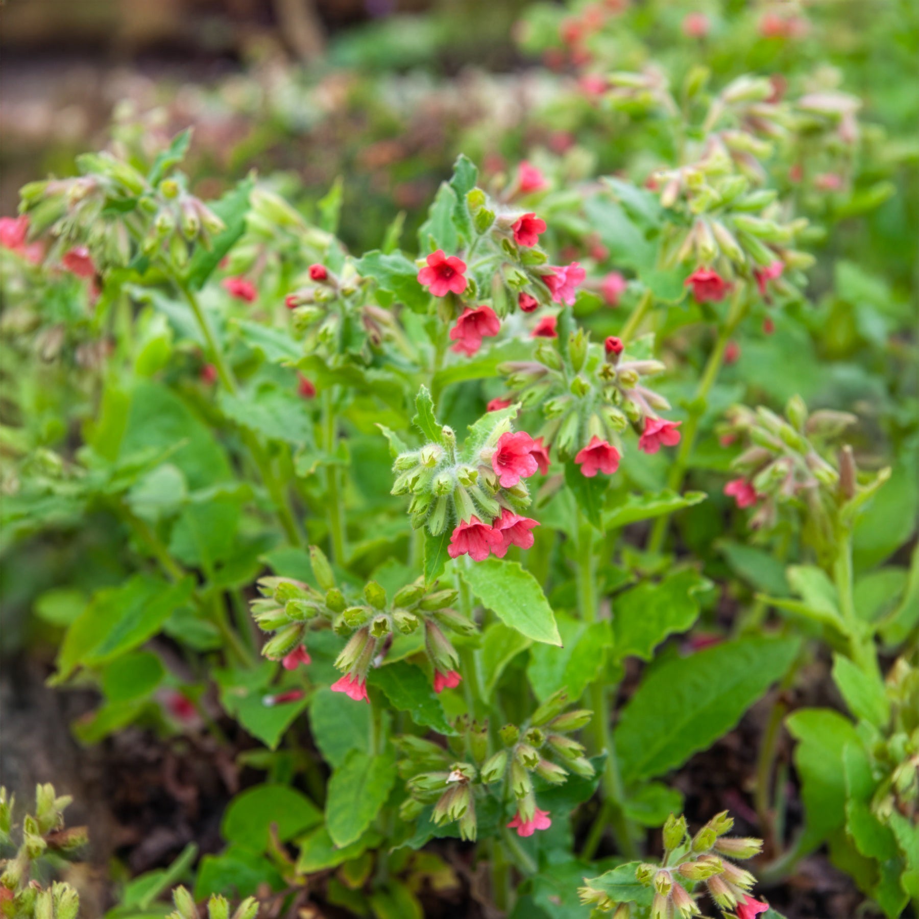 Longkruid - Pulmonaria rubra - Bakker