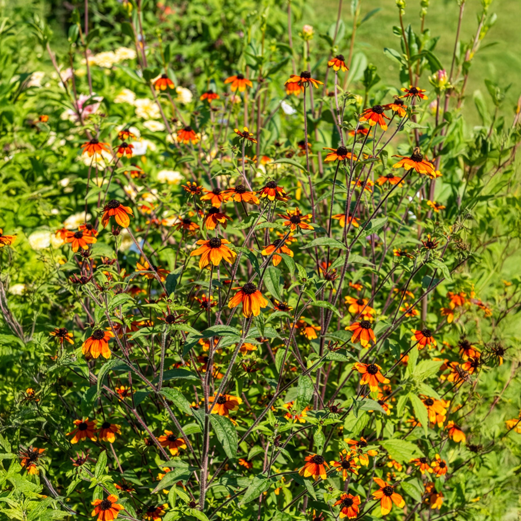 Zonnehoed Prairie Glow - Bakker