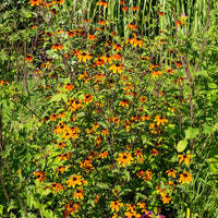 Rudbeckia triloba Prairie Glow - Zonnehoed Prairie Glow - Rudbeckia