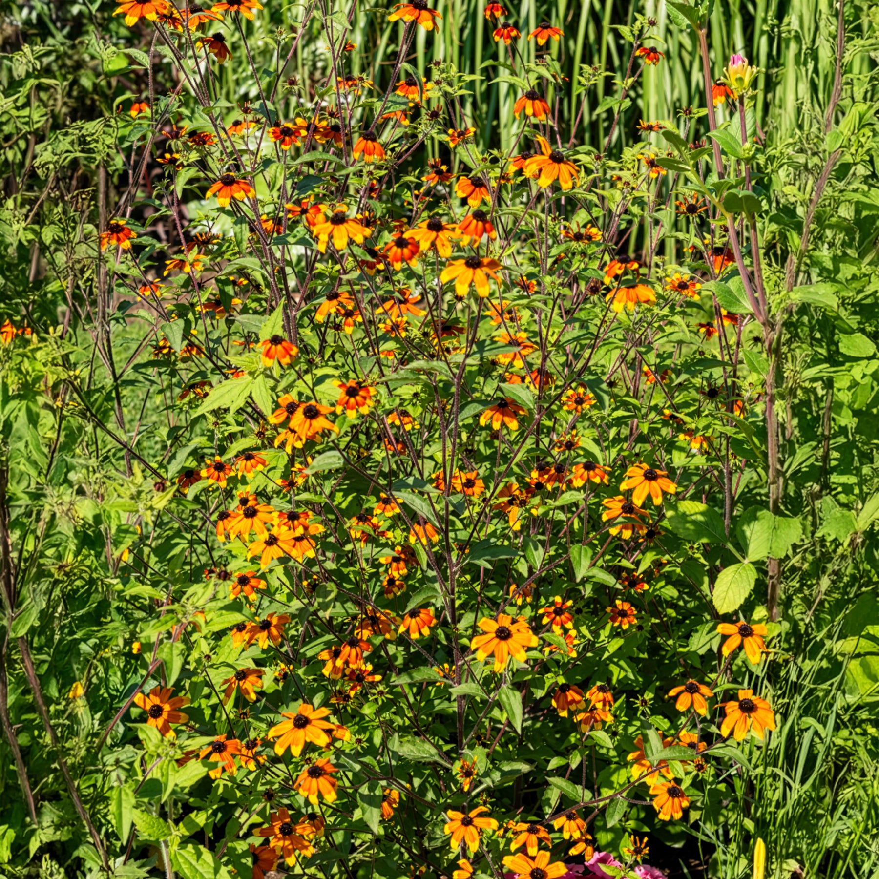 Rudbeckia triloba Prairie Glow - Zonnehoed Prairie Glow - Rudbeckia