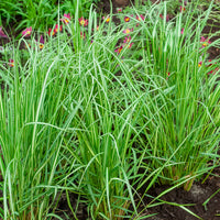 Struisriet 'Avalance' - Calamagrostis acutiflora avalanche - Bakker
