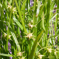 Zegge Grayi - Carex grayi - Bakker