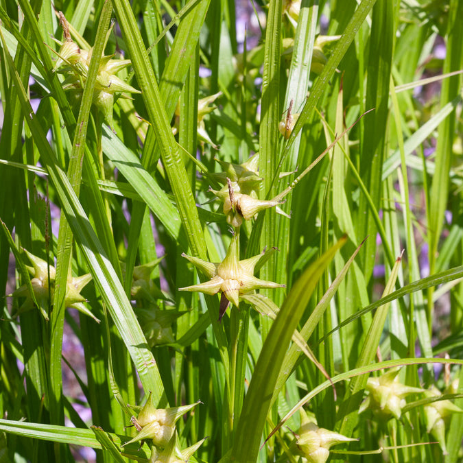 Zegge Grayi - Carex grayi - Bakker