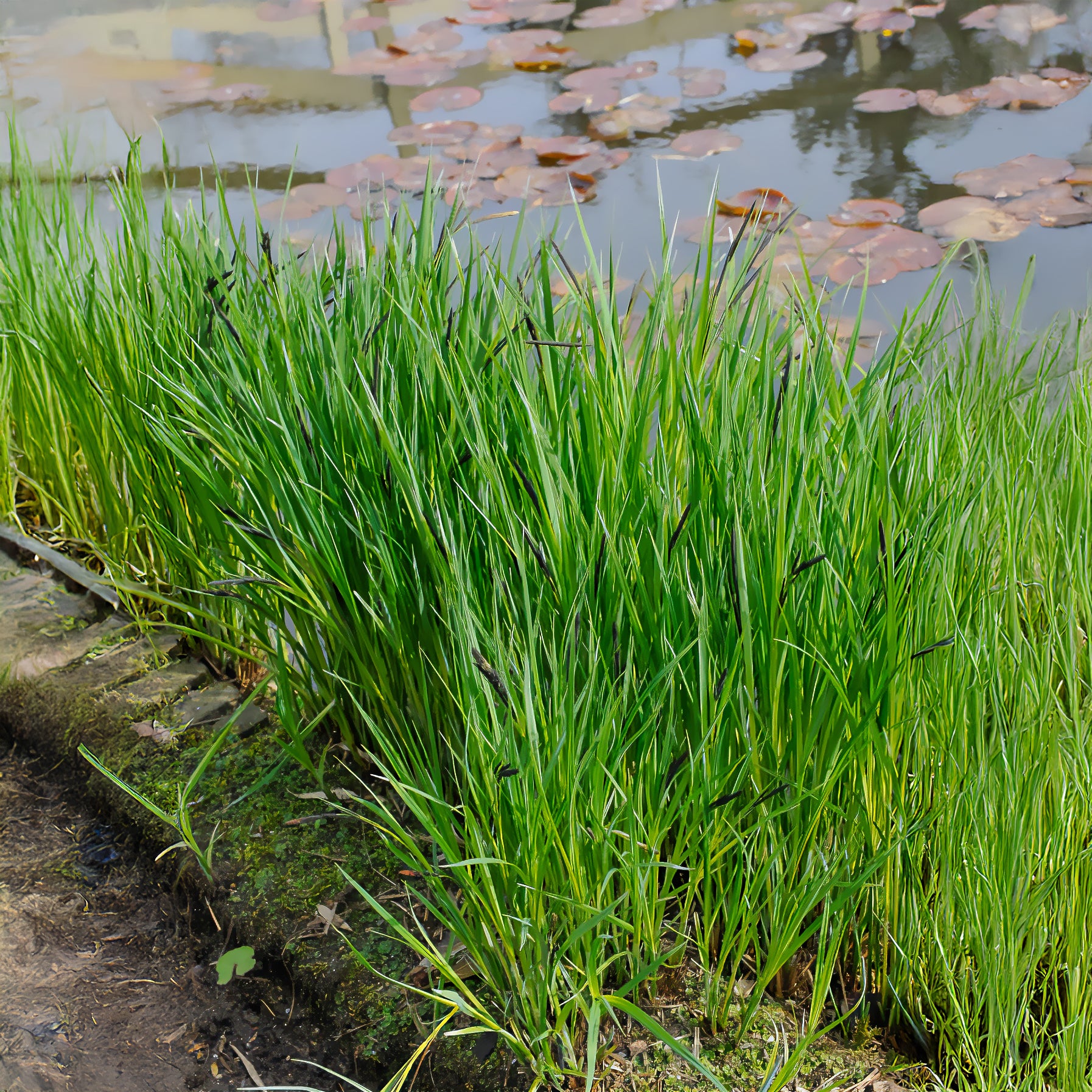 Carex riparia - Zegge Riparia - Zegge - Carex