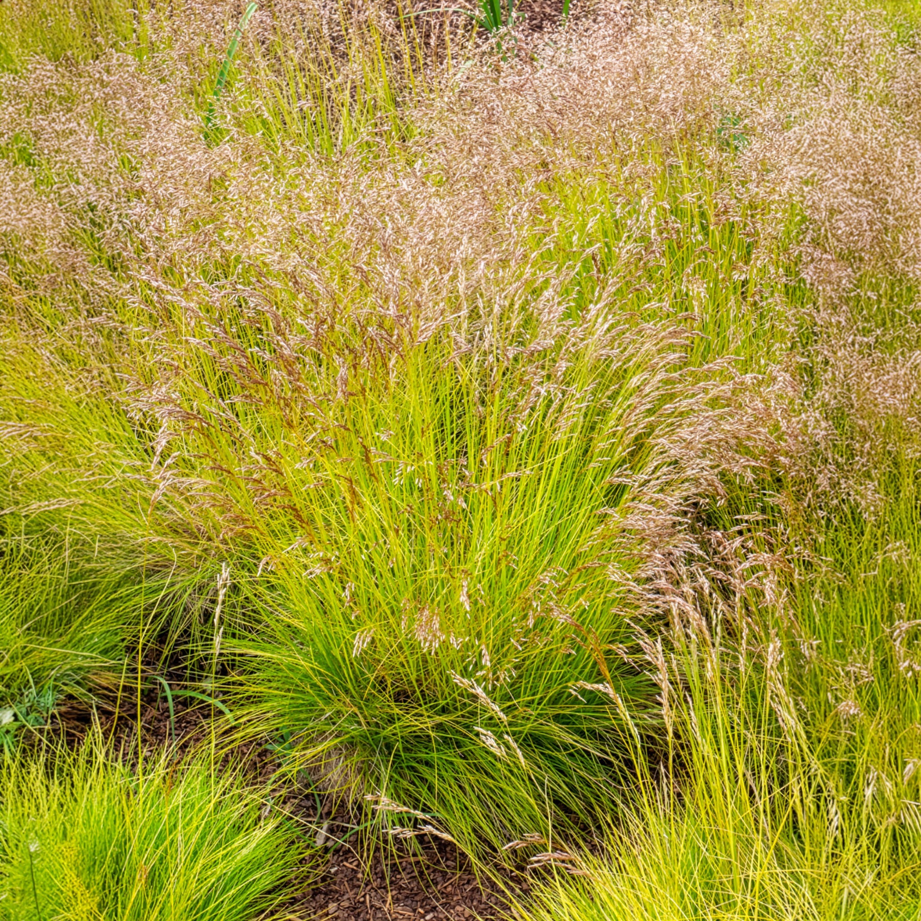 Bochtige smele Tatra gold - Deschampsia flexuosa Tatra Gold - Bakker
