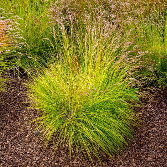 Bochtige smele Tatra gold - Bakker