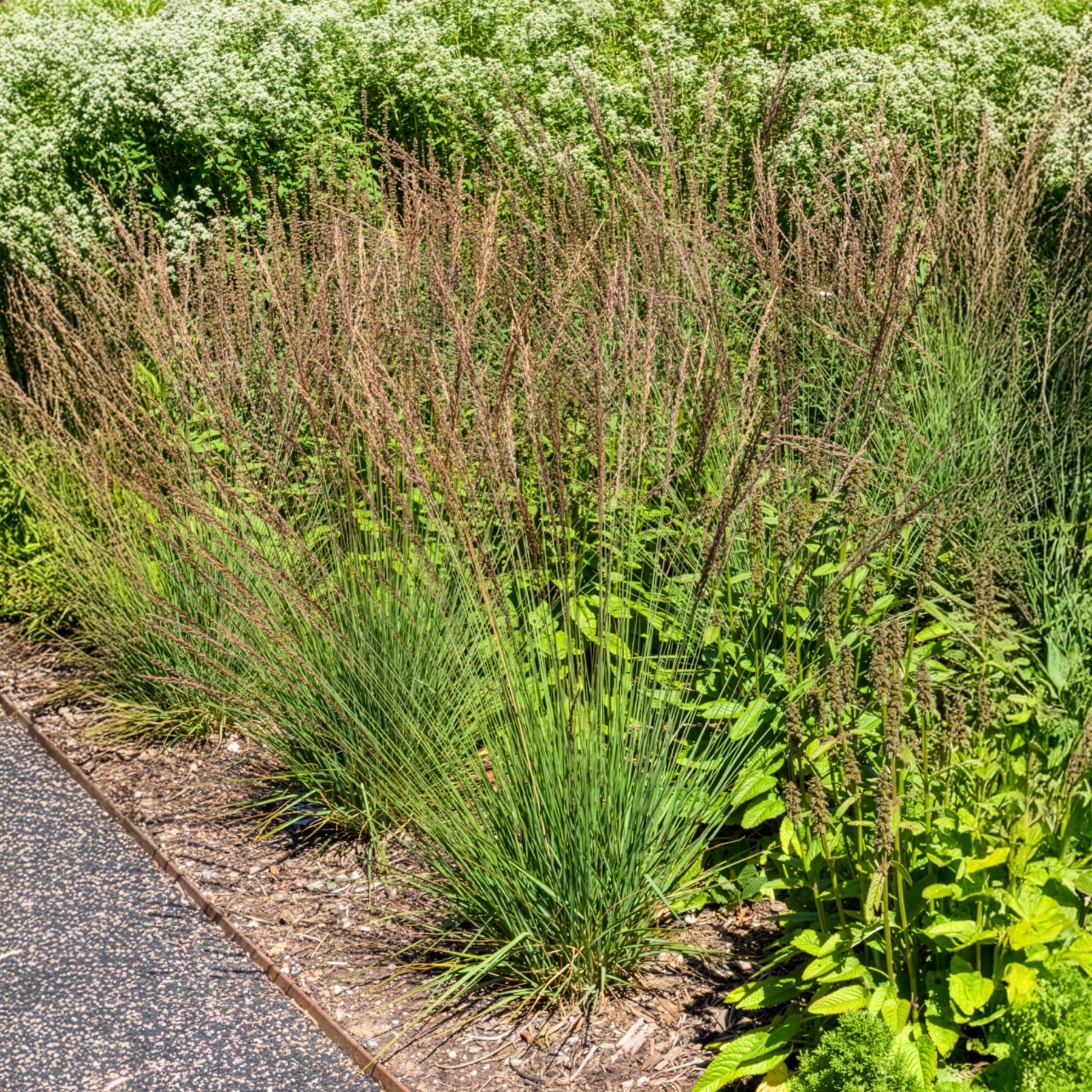 Pijpenstrootje Edith Dudszus - Molinia caerulea Edith Dudszus - Bakker