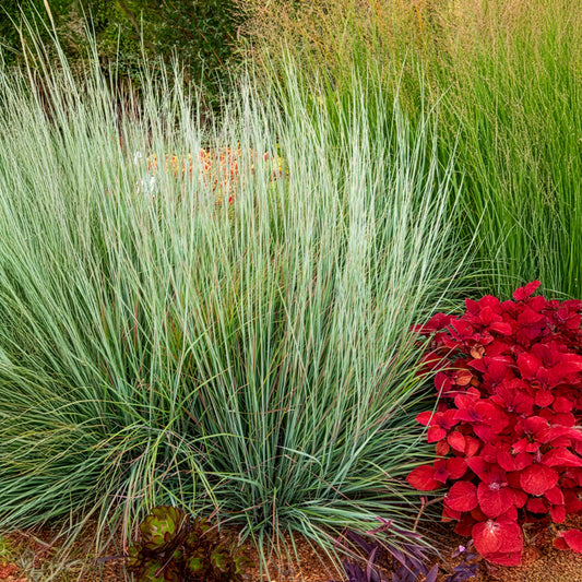 Klein prairiegras Standing Ovation - Bakker