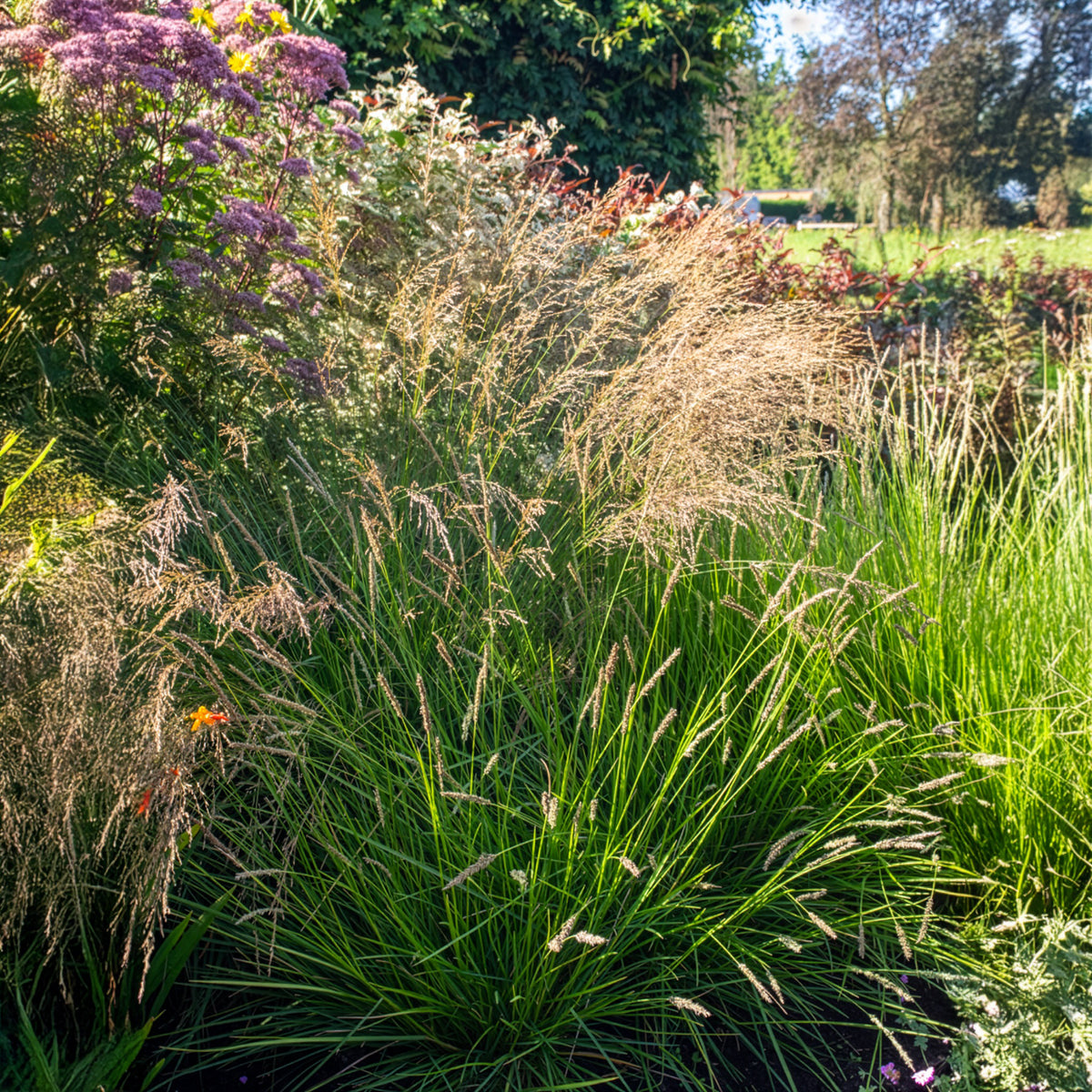 Blauwgras - Sesleria nitida - Bakker