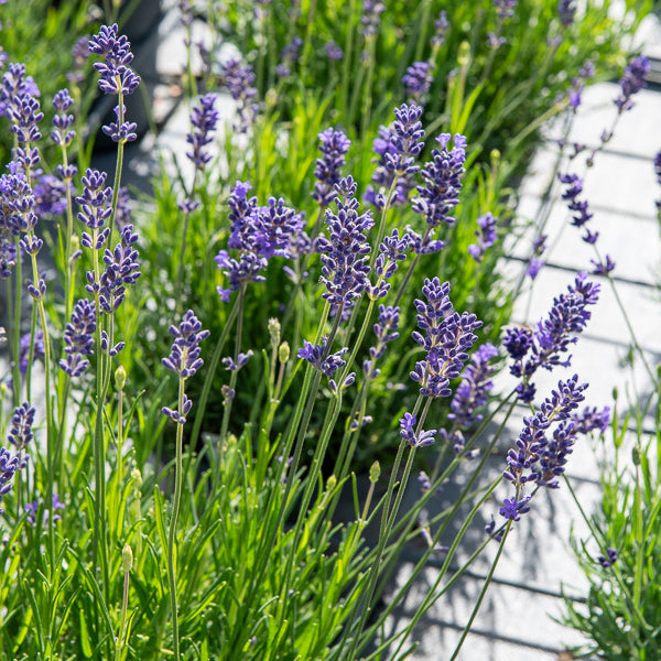 Lavandula angustifolia 'munstead' - Lavendel 'Munstead' - Lavendel