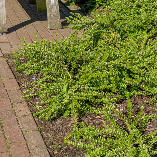 Struikkamperfoelie - Bakker