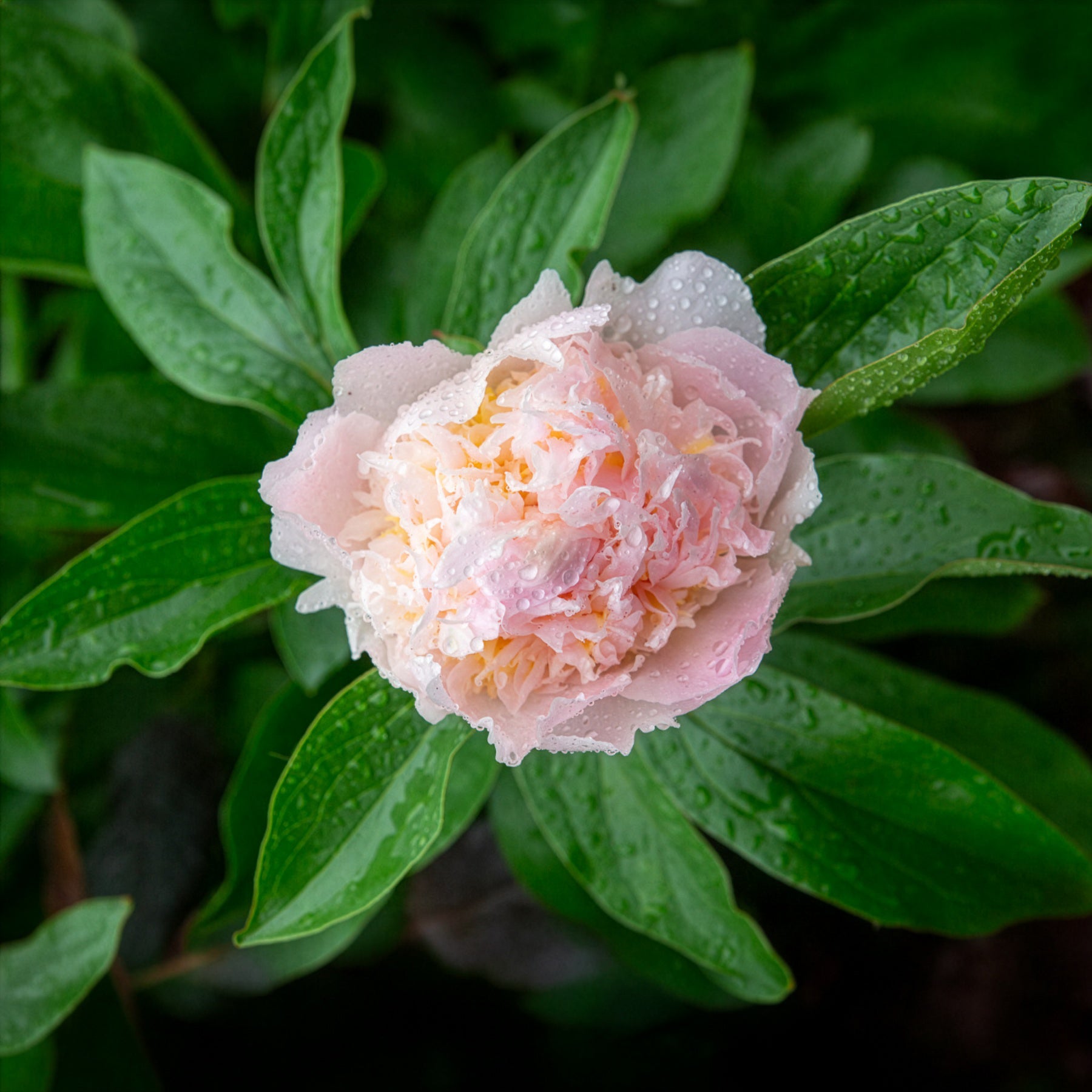 Pioenroos 'Peche' - Paeonia lactiflora peche - Bakker
