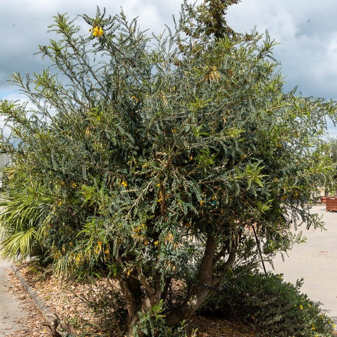 Honingboom - Sophora microphylla 'sun king' - Bakker