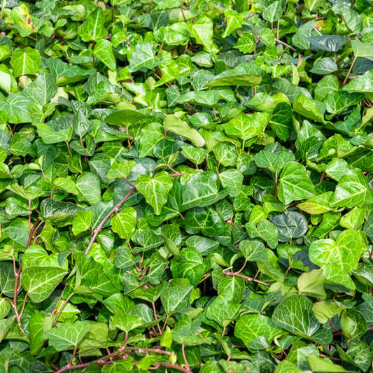 Klimop 'Alger' - Bakker