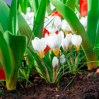 Crocus Ard Schenk - Crocussen Ard Schenk - Krokus