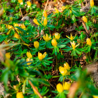 Verkoop Helleborussen - Vaste planten
