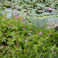 Geranium palustre - Moerasooievaarsbek - Geraniums