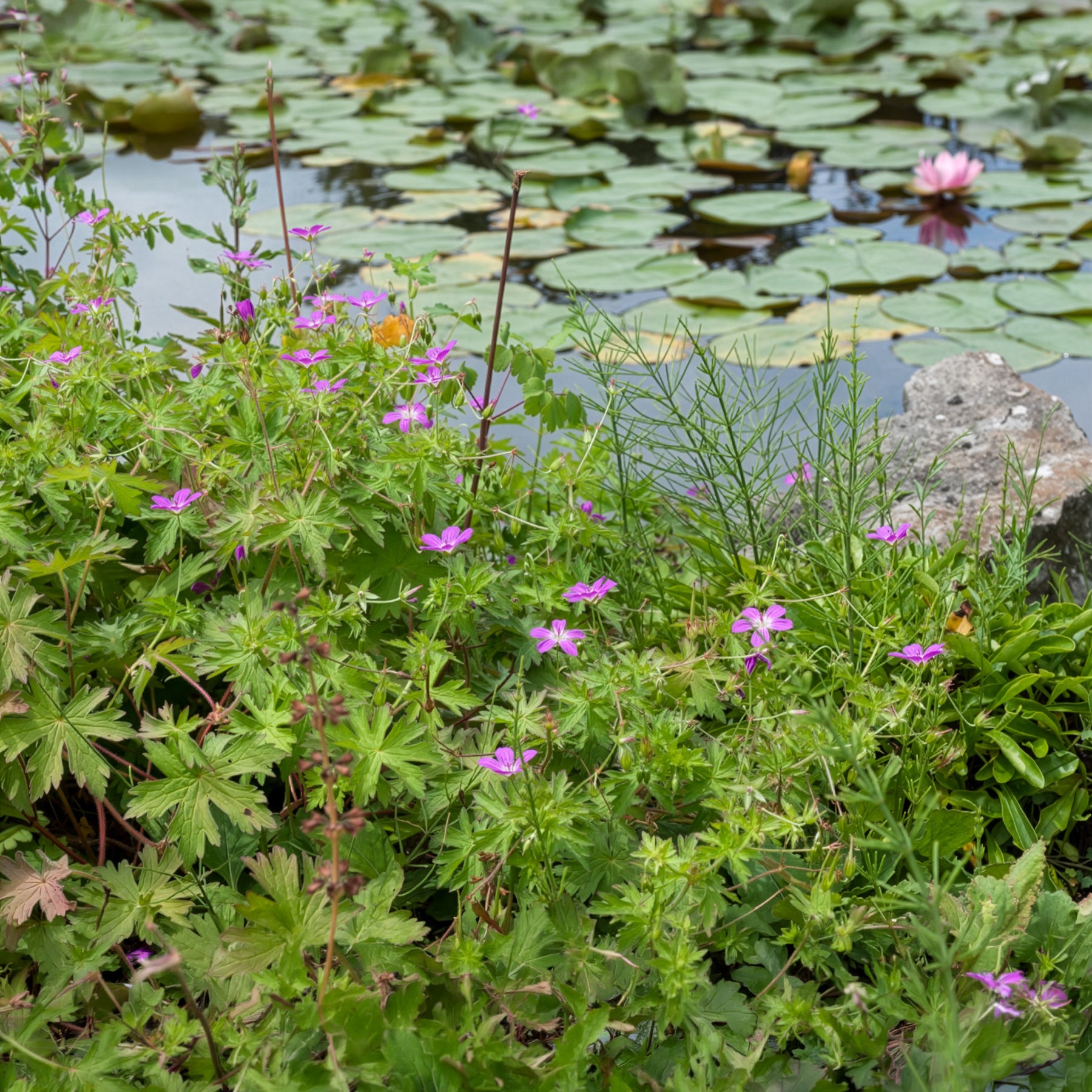 Geranium palustre - Moerasooievaarsbek - Geraniums
