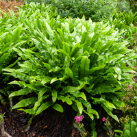 Tongvaren 9 cm pot - Asplenium scolopendrium - Bakker