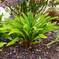 Vaste planten - Tongvaren 9 cm pot - Asplenium scolopendrium