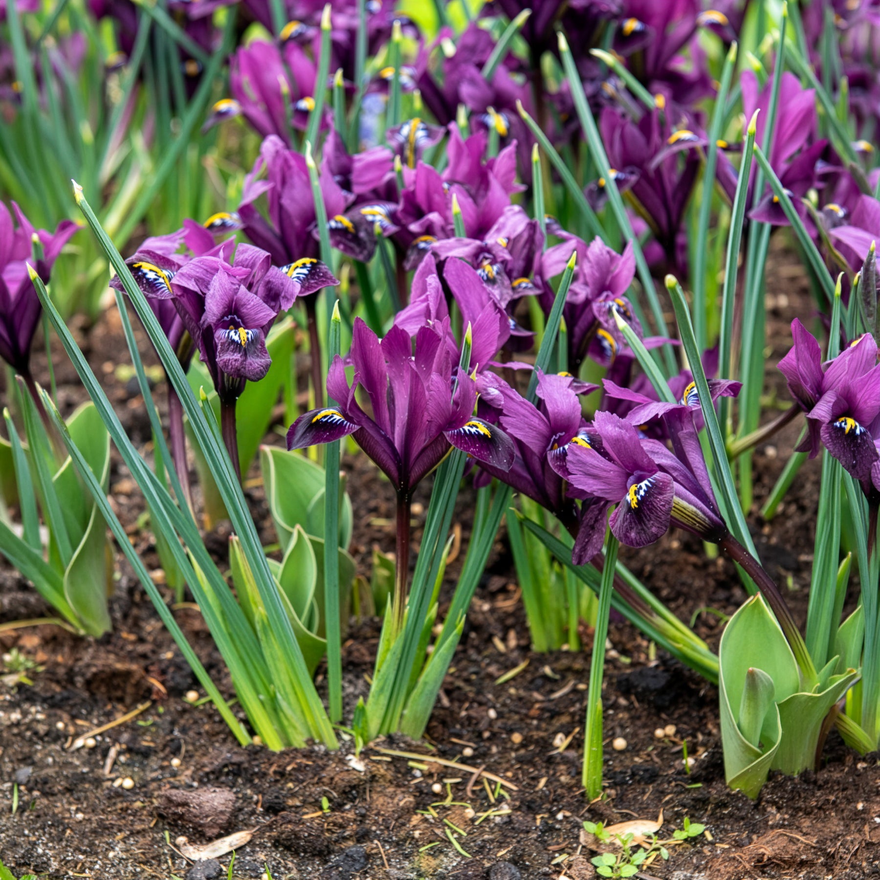 Iris Tweelingbroers mix (x25) - Iris Blue Hill, Iris Purple Hill - Bakker