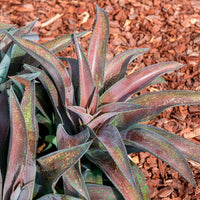 Mangave Mission to Mars® - Agave manfredii Mission to Mars ® (Mangave) - Bakker