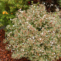 Abelia grandiflora Confetti - Abelia grandiflora Confetti - Bakker