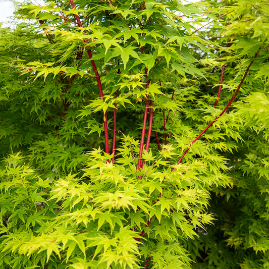Japanse esdoorn Sango-kaku - Bakker