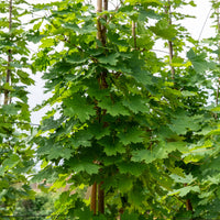 Esdoorn - Noorse esdoorn - Acer platanoides