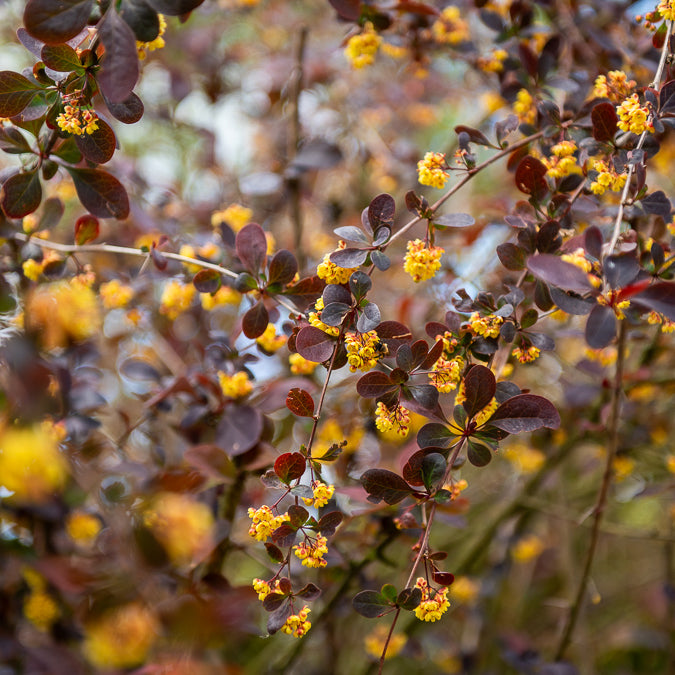 Berberis Superba - Berberis ottawensis Superba - Bakker