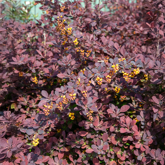 Berberis Superba - Bakker