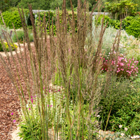 Calamagrostis x acutiflora Karl Foerster - Struisriet 'Karl Foerster' - Siergrassen