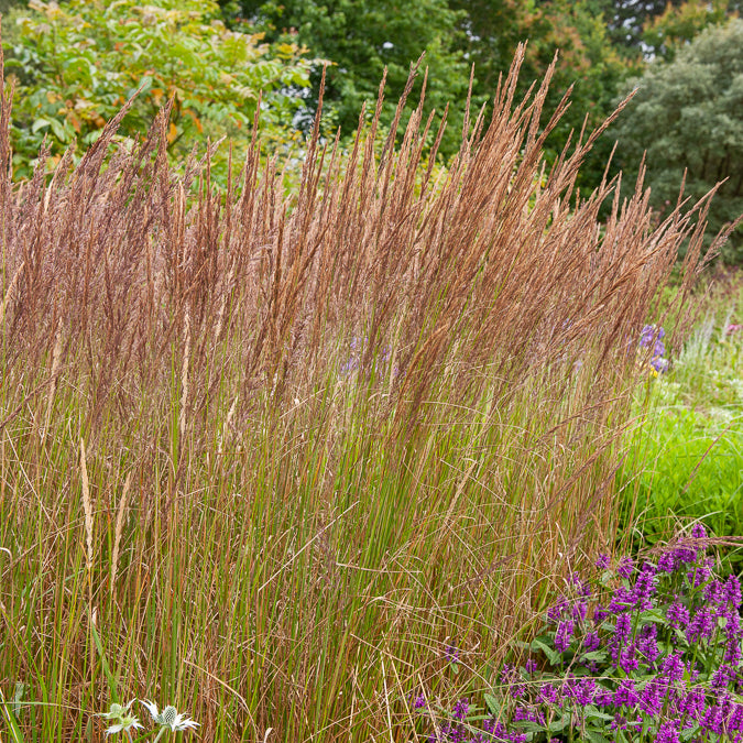 Siergrassen - Struisriet 'Karl Foerster' - Calamagrostis x acutiflora Karl Foerster