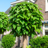 Bolcatalpa - Catalpa bignonioides Nana - Bakker